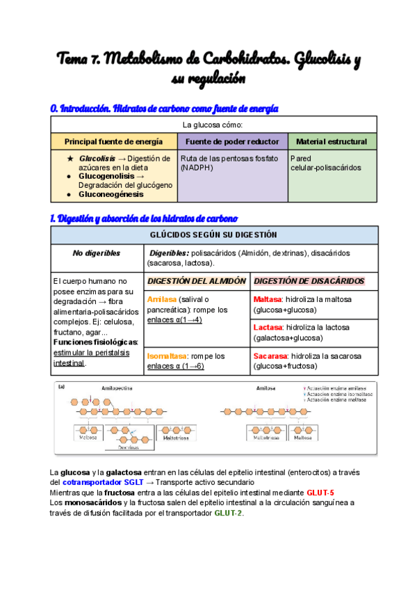 Miniatura del documento Tema-7.-Metabolismo-de-Carbohidratos.-Glucolisis-y-su-regulacion.pdf