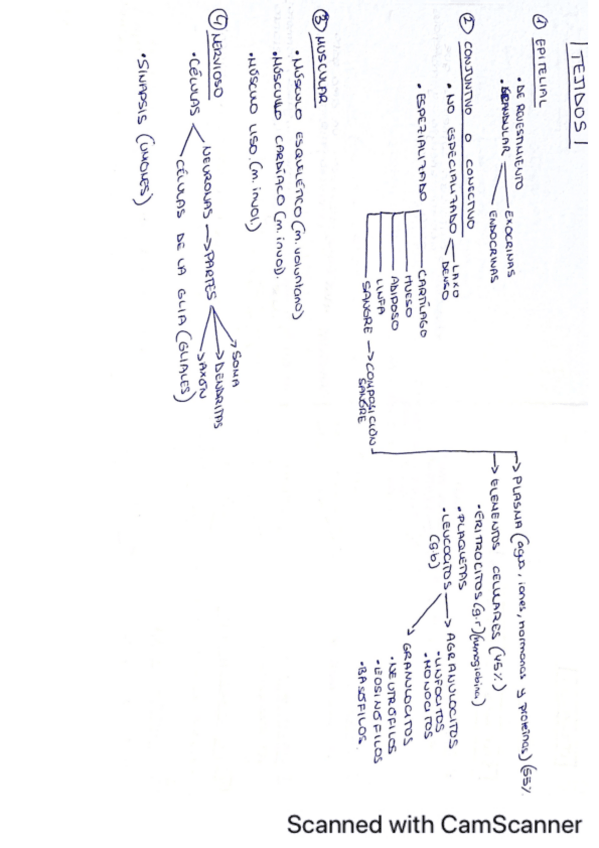 Miniatura del documento Esquemas-de-Tejidos-organos-sistemas-o-aparatos..pdf