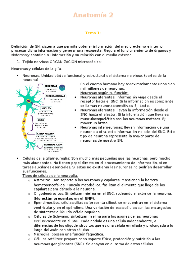 Miniatura del documento Anatomia-2.docx
