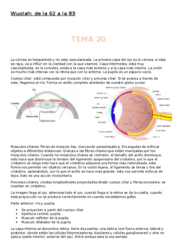 Miniatura del documento Anatomia-2-parcial.docx