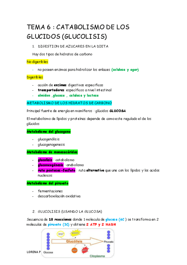 Miniatura del documento TEMA-6-catabolismo-de-los-glucidos-glucolisis.pdf