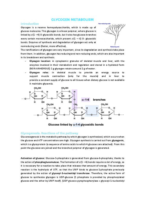 Miniatura del documento 6.GLYCOGEN-METABOLISM.pdf