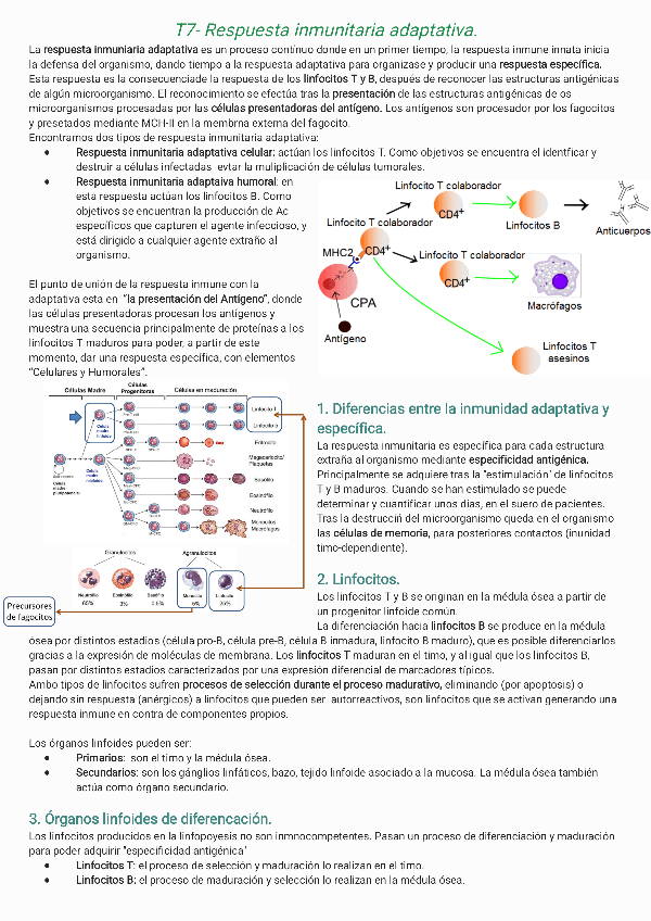 Miniatura del documento T7-Respuesta-inmunitaria-adaptativa240406131640.pdf