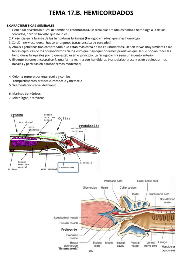 Miniatura del documento Tema-17.B.-Hemicordados.pdf