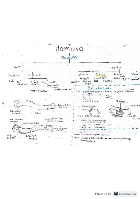 Miniatura del documento Anatomia-miembro-superior.pdf