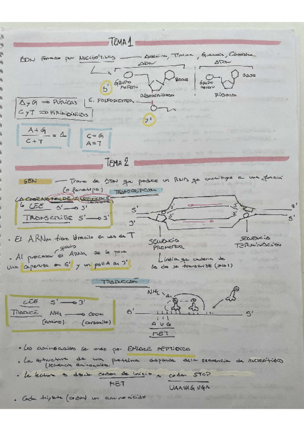 Miniatura del documento TEMARIO-TEORICO-GENETICA.pdf