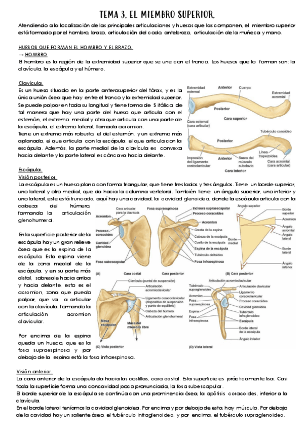 Miniatura del documento Tema-3.-El-miembro-superior.pdf