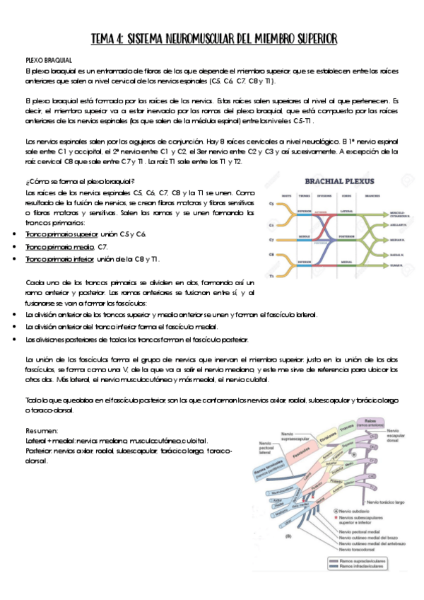 Miniatura del documento TEMA-4.Miembro-superior.pdf
