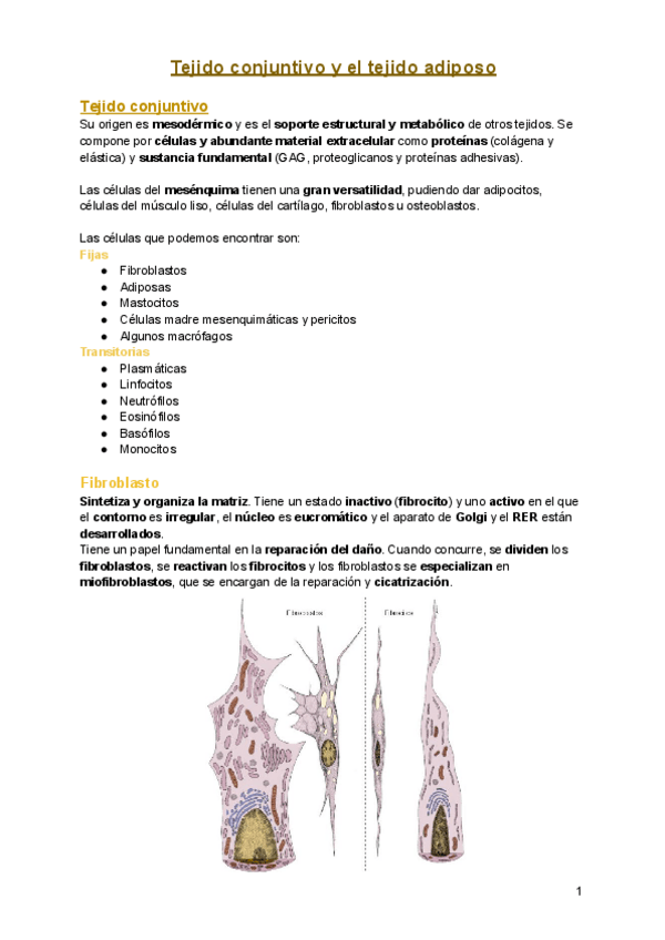 Miniatura del documento 2.1.-Tejido-conjuntivo-y-adiposo.pdf
