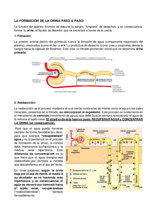 Miniatura del documento LA-FORMACION-DE-LA-ORINA-PASO-A-PASO.pdf