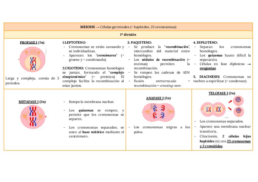 Miniatura del documento meiosis tabla esquemática.pdf