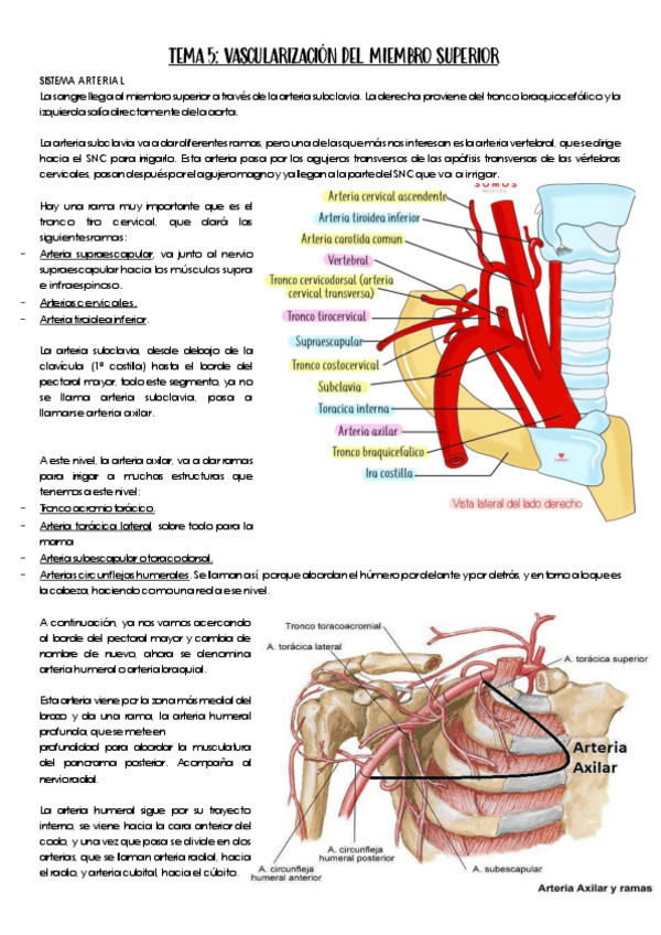 Miniatura del documento Tema-5.-Miembro-superior.pdf