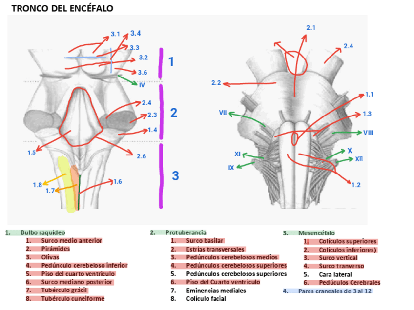 Miniatura del documento partes-del-tronco-del-encefalo-y-pares-craneales.pdf