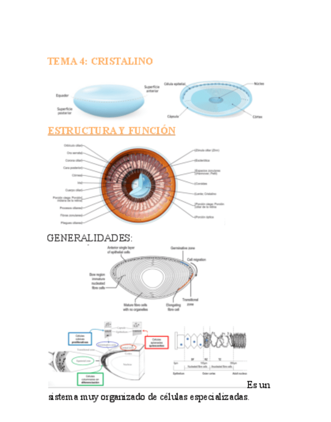 Miniatura del documento FISIOLOGIA-OCULAR-T4.pdf
