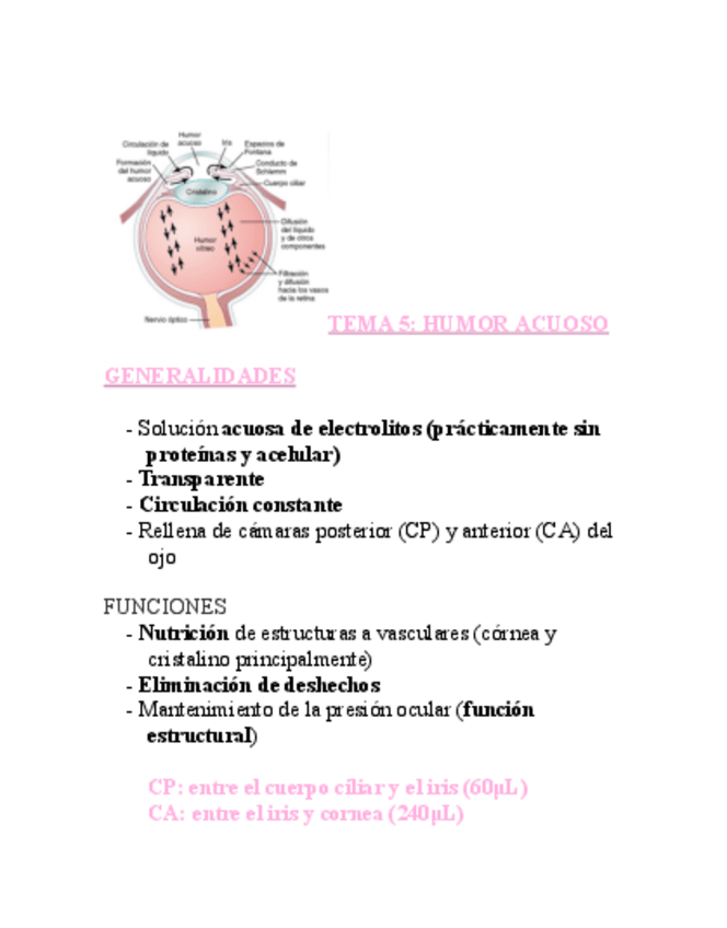 Miniatura del documento FISIOLOGIA-OCULAR-T5.pdf