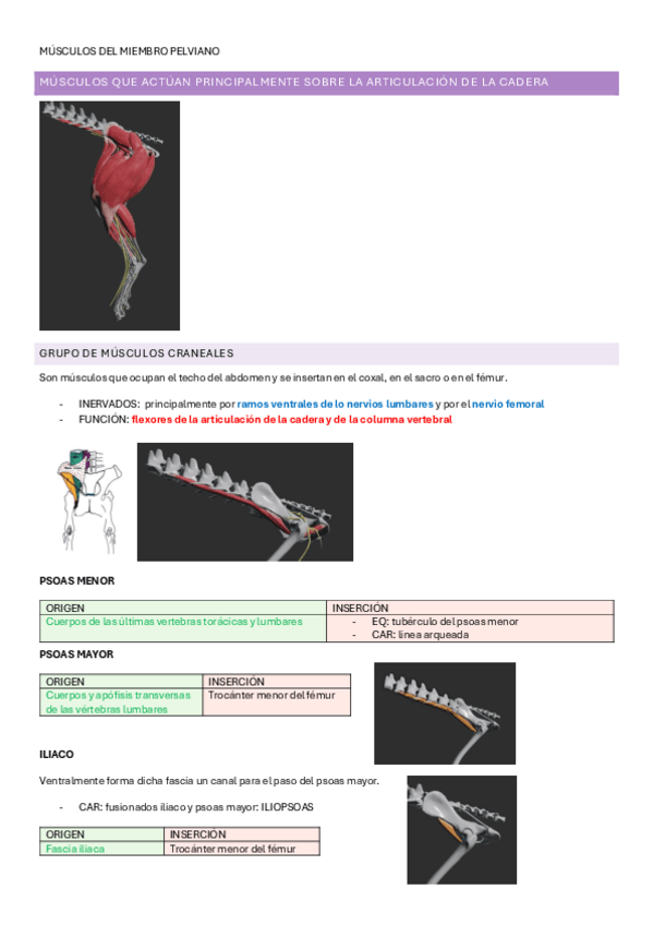 Miniatura del documento MUSCULOS-DEL-MIEMBRO-PELVIANO.pdf