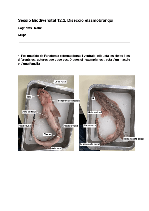 Miniatura del documento Questionari-Disseccio-Elasmobranqui.pdf