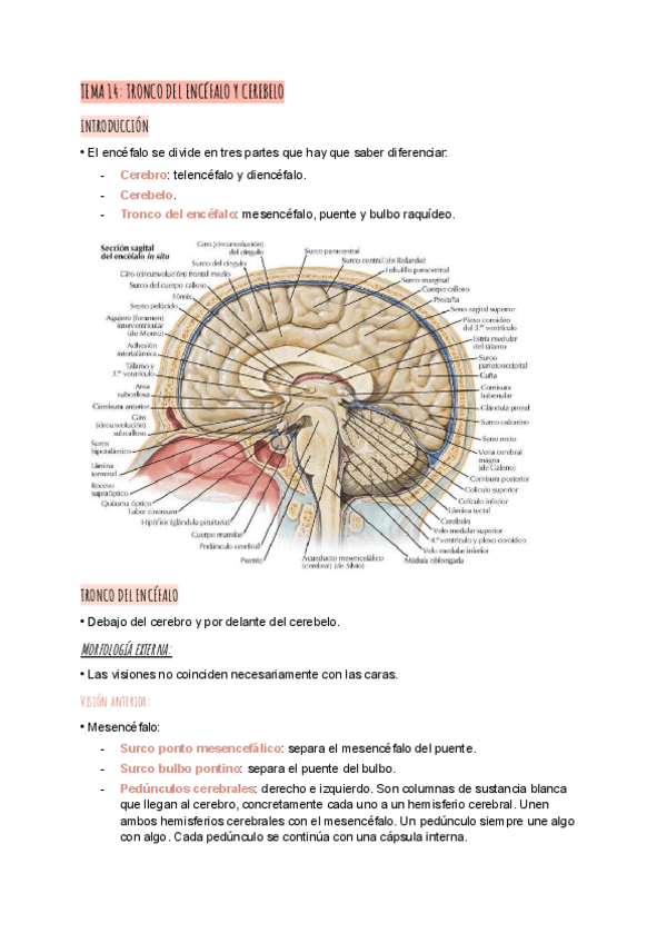 Miniatura del documento T14Anatomia.pdf