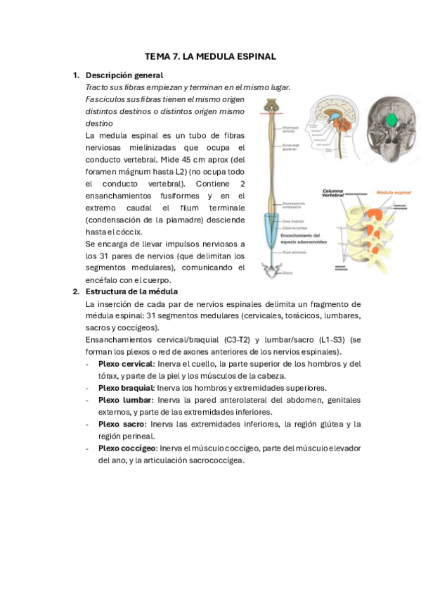 Miniatura del documento TEMA-7-MEDULA-ESPINAL.pdf