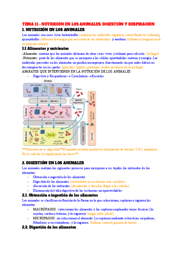 Miniatura del documento TEMA-11-NUTRICION-EN-LOS-ANIMALES-DIGESTION-Y-RESPIRACION.pdf