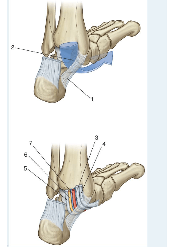 Miniatura del documento CUESTIONARIO-MIEMBRO-INFERIOR-2.pdf