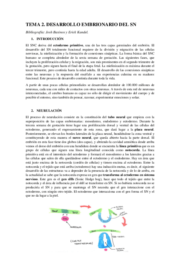 Miniatura del documento TEMA 2. DESARROLLO EMBRIONARIO DEL SN.pdf