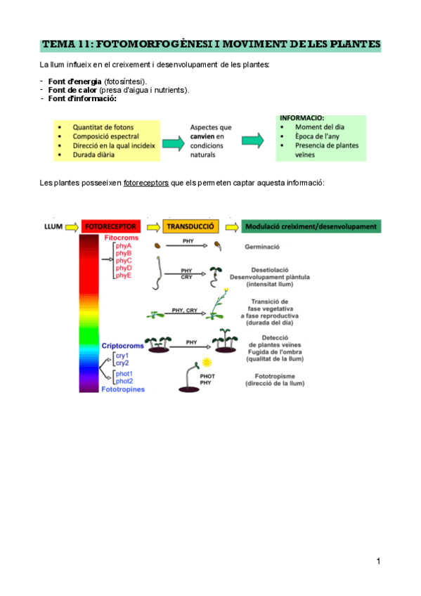 Miniatura del documento T-11-fotomorfogenesi-i-moviment-de-les-plantes-PDF.pdf