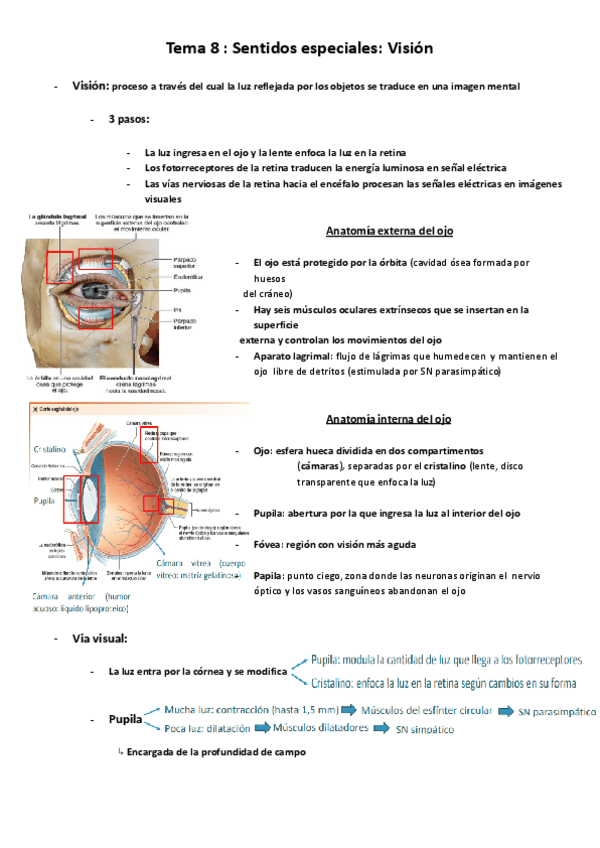 Miniatura del documento Fisiología II : Temas 8-11.pdf