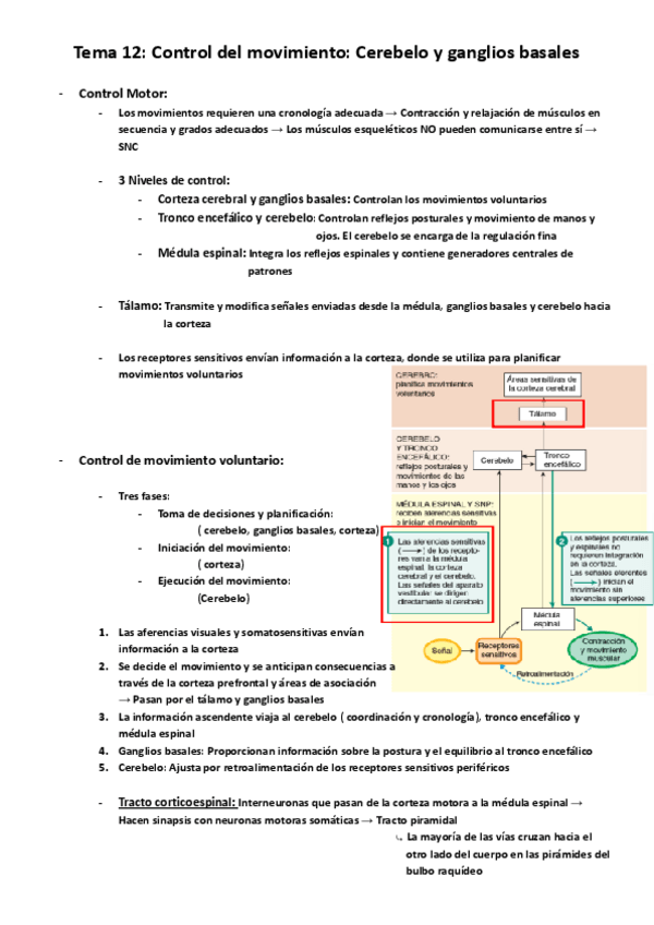 Miniatura del documento Fisiología II: Temas 12-14.pdf