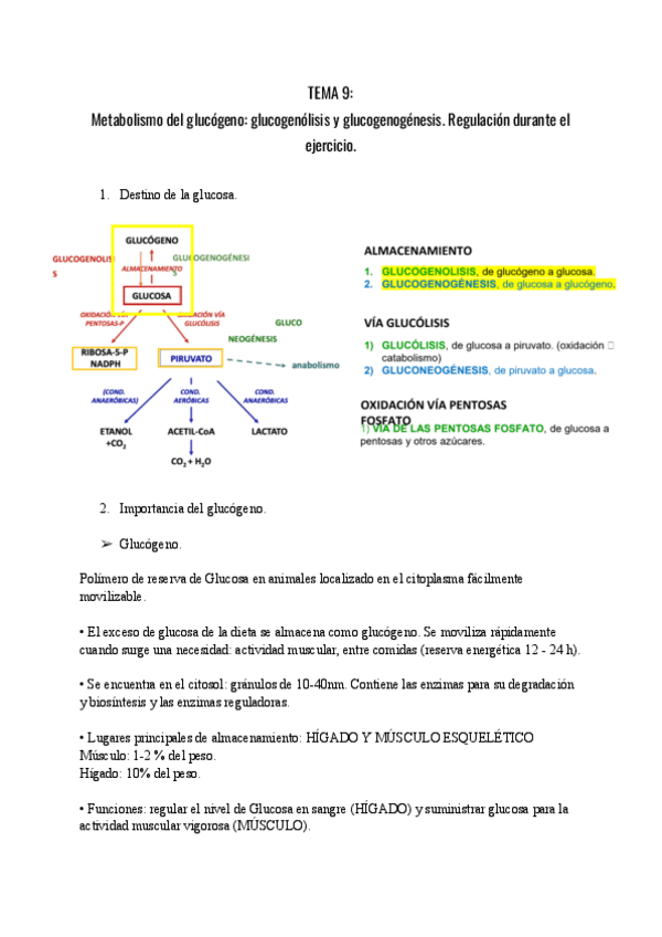 Miniatura del documento TEMA-9-Metabolismo-del-glucogeno-glucogenolisis-y-glucogenogenesis.-Regulacion-durante-el-ejercicio..pdf