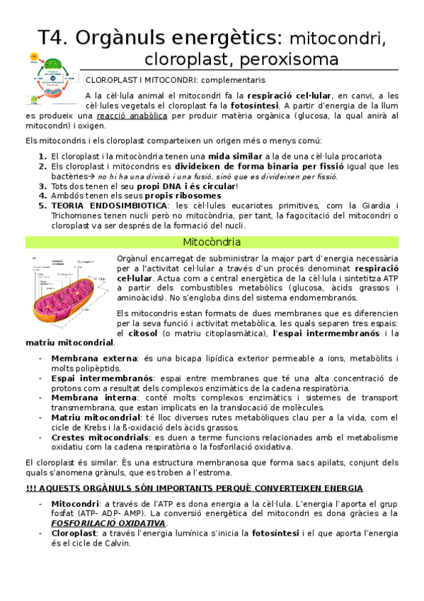 Miniatura del documento T4.-Organuls-energetics-mitocondri-cloroplast-peroxisoma.docx