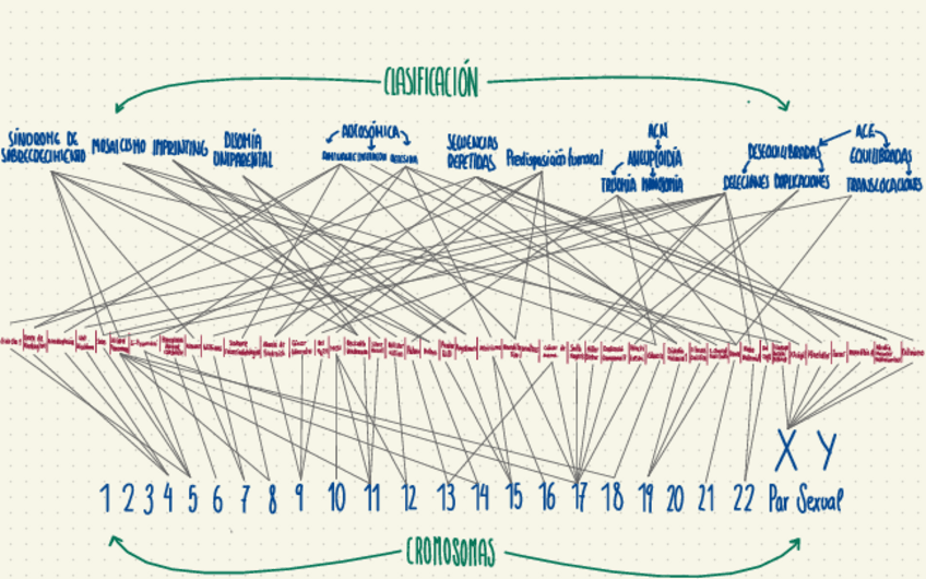 Miniatura del documento Esquema-Genetica-Enfermedades-II.pdf
