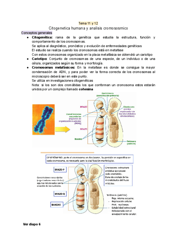 Miniatura del documento CITOGENETICA-Y-ANALISIS-CROMOSOMICO.pdf
