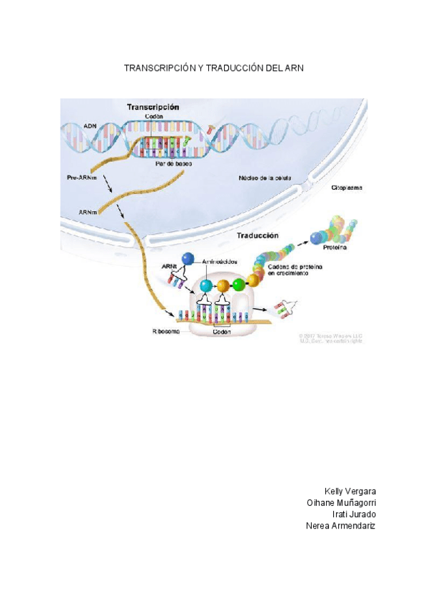 Miniatura del documento Transcripcion-y-traduccion.-Enzimas-asociadas.pdf