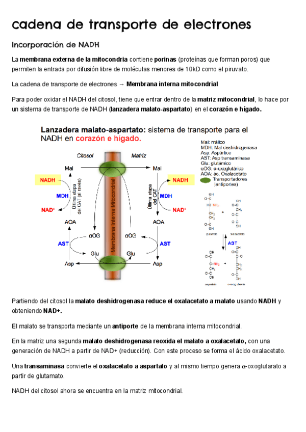 Miniatura del documento tema-4-cadena-de-transporte-de-electrones.pdf