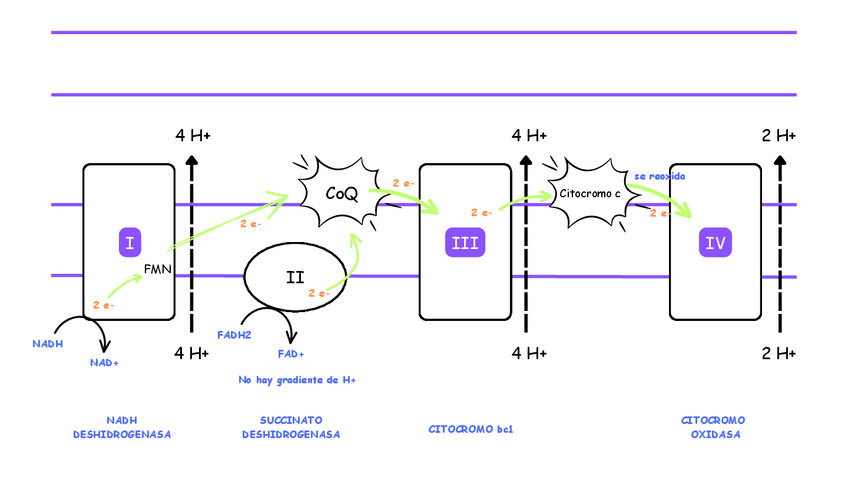 Miniatura del documento esquema-cadena-de-transporte-de-elctrones.pdf