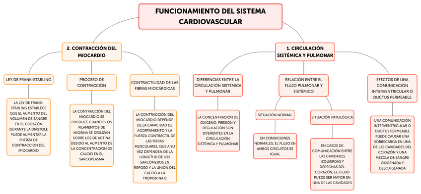Miniatura del documento ESQUEMA-CARDIOVASCULAR-PARCIAL-1.pdf