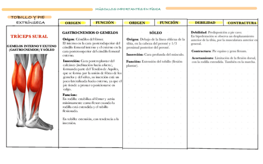 Miniatura del documento MUSCULATURA-TOBILLO-PIE.pdf