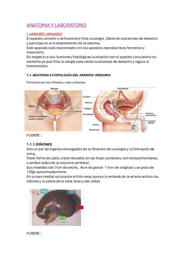 Miniatura del documento Urianalisis-Anatomia-y-Laboratorio.pdf