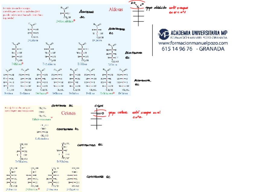 Miniatura del documento TEMA-GLUCIDOS.pdf