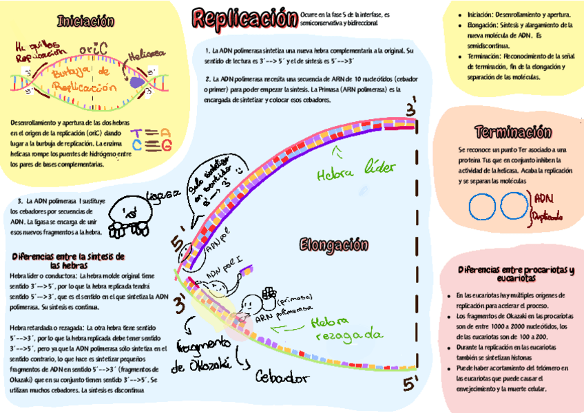 Miniatura del documento Flujo de info. genética: Replicación, transcripción y traducción.pdf