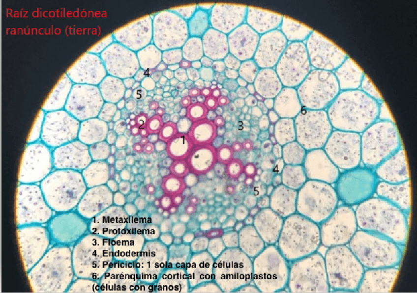Miniatura del documento Organografia-Practicas.pdf