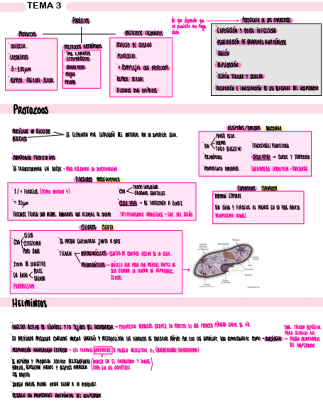 Miniatura del documento TEMA-3.-MORFOLOGIA-Y-CLASIFICACION-DE-PARASITOS.pdf