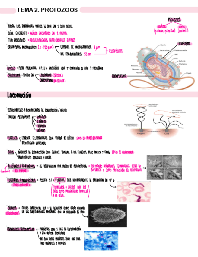 Miniatura del documento TEMA-2.-PROTOZOOS.pdf