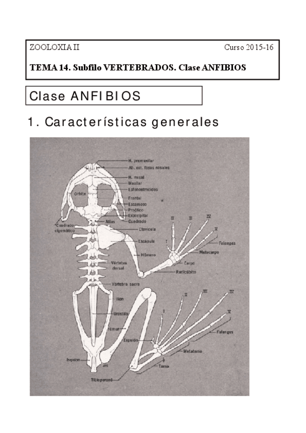 Miniatura del documento Tema-14-Subfilo-Vertebrados.-Clase-Anfibios-Ilustraciones.pdf