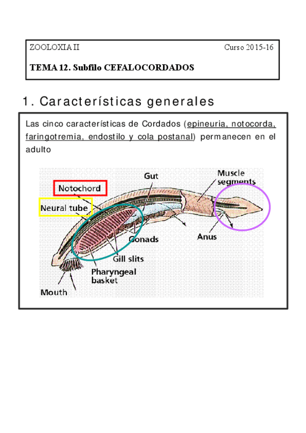 Miniatura del documento Tema-11-Subfilo-Cefalocordados-Ilustraciones.pdf