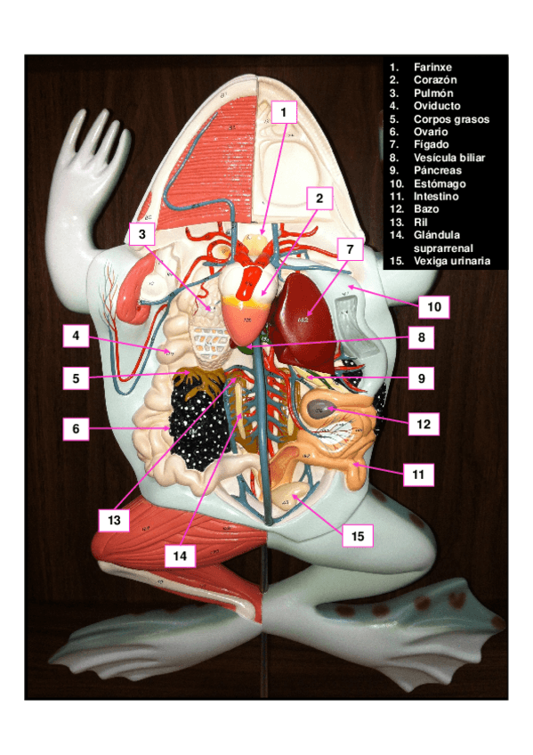 Miniatura del documento Modelo-anuro.pdf