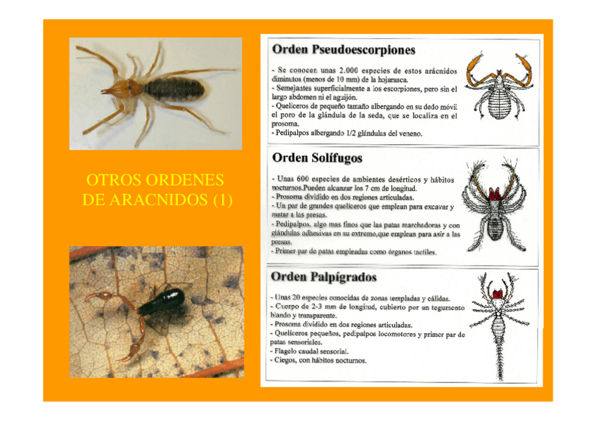Miniatura del documento Ordenes-menores-de-Quelicerados.pdf