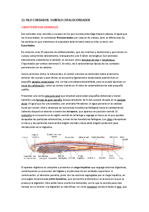 Miniatura del documento TEMA-11.pdf