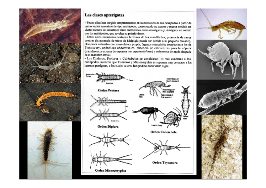 Miniatura del documento Caracteristicas-generales-de-Apterigotas-y-Pterigotas-15-16.pdf